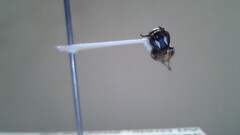 Hylaeus leptocephalus
