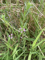 Lythrum hyssopifolia