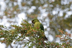 Enicognathus ferrugineus