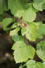 Physocarpus intermedius