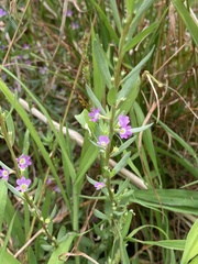 Lythrum hyssopifolia