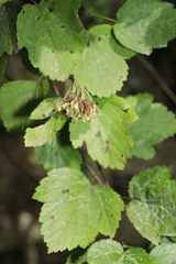 Physocarpus intermedius