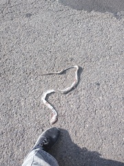 Masticophis mentovarius