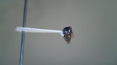 Hylaeus leptocephalus