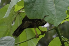 Buteogallus urubitinga