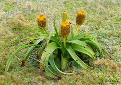 Bulbinella rossii