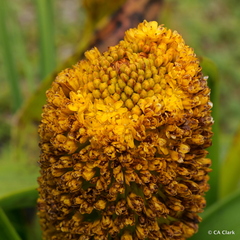 Bulbinella rossii