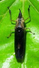 Raphirhinus phosphoreus