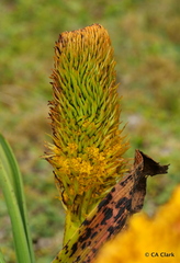 Bulbinella rossii