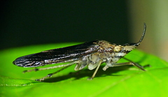 Raphirhinus phosphoreus