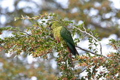 Enicognathus ferrugineus