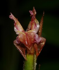 Ischnosiphon ursinus