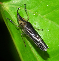 Raphirhinus phosphoreus