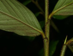 Ischnosiphon ursinus