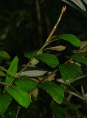 Ischnosiphon ursinus