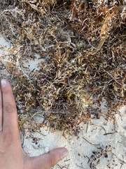 Sargassum fluitans