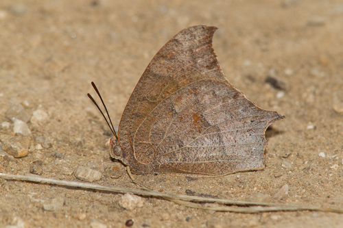 Goatweed Leafwing