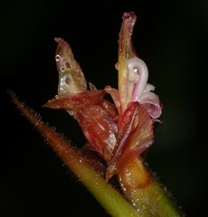 Ischnosiphon ursinus