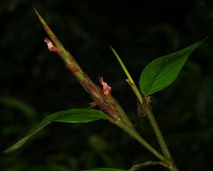 Ischnosiphon ursinus