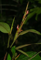 Ischnosiphon ursinus