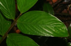 Ischnosiphon ursinus