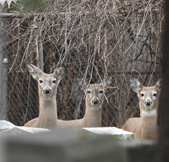 Odocoileus virginianus