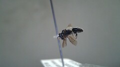 Hylaeus leptocephalus