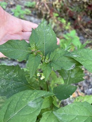 Solanum americanum