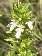 Teucrium cubense