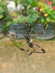 Trichonephila clavipes