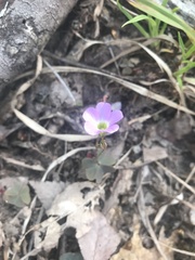 Oxalis violacea