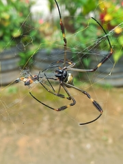 Trichonephila clavipes