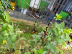 Trichonephila clavipes
