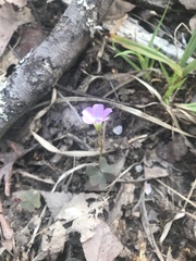 Oxalis violacea