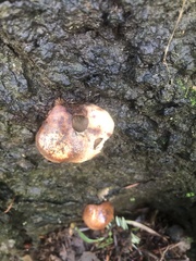 Cryptoporus volvatus