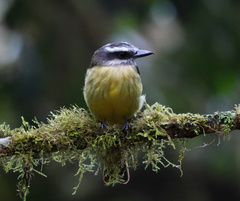 Myiodynastes hemichrysus