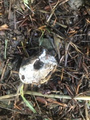 Cryptoporus volvatus