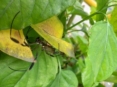Trichonephila clavipes