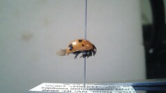 Coccinella