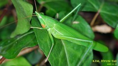 Euconocephalus varius