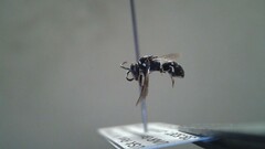 Hylaeus leptocephalus