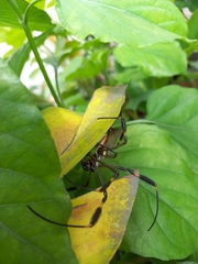 Trichonephila clavipes