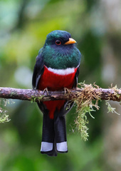 Trogon personatus