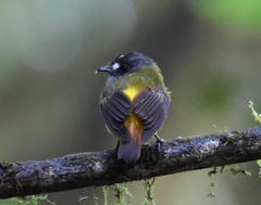 Myiotriccus ornatus