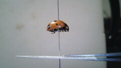 Coccinella