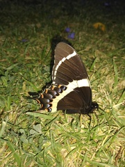 Papilio garamas garamas