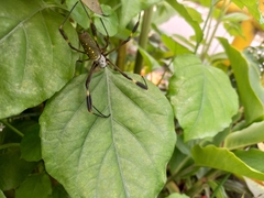 Trichonephila clavipes