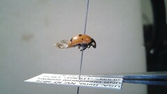 Coccinella