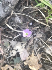 Oxalis violacea