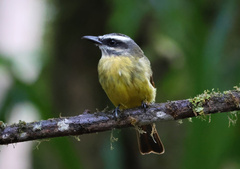 Myiodynastes hemichrysus